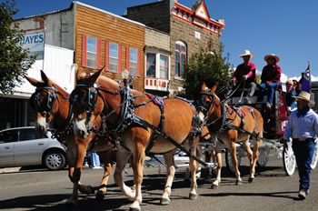 Mule Days Parade